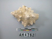 藏品(螺殼)的圖片